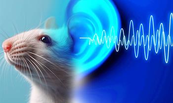 موفقیت دانشمندان در معکوس کردن کاهش شنوایی در موش